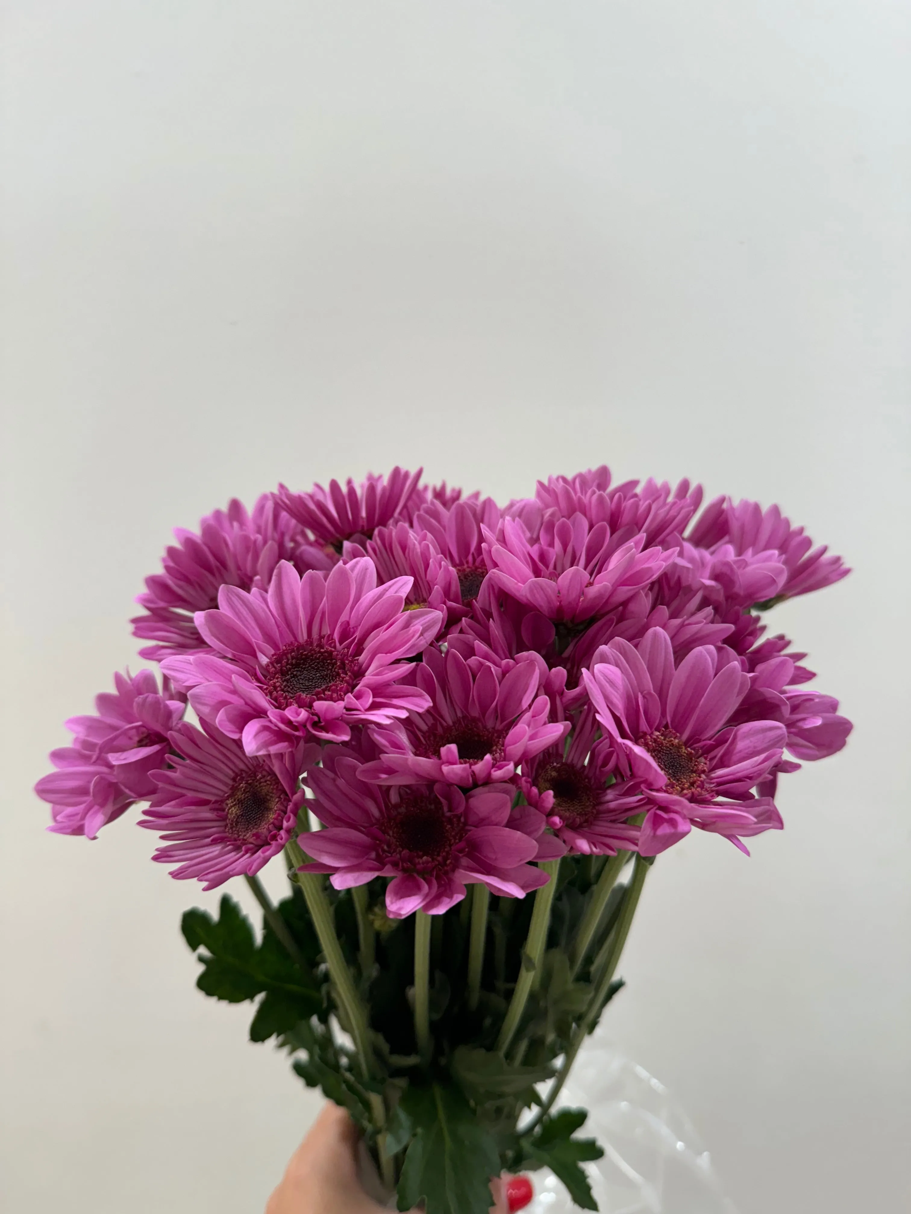 Pompon Pink Dark Novelty Amaze
